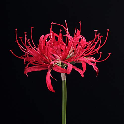 6 Stems 26.38 Inch Artificial Lycoris Radiata Spider Lily Flowers for Home Garden Decoration (White) - color: White