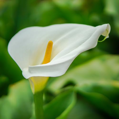 30 Pcs Calla Lily Artificial Flowers Fake Spring Flowers Faux Calla Lily Bouquet for Decoration, White Orange - size: 30 Pcs
