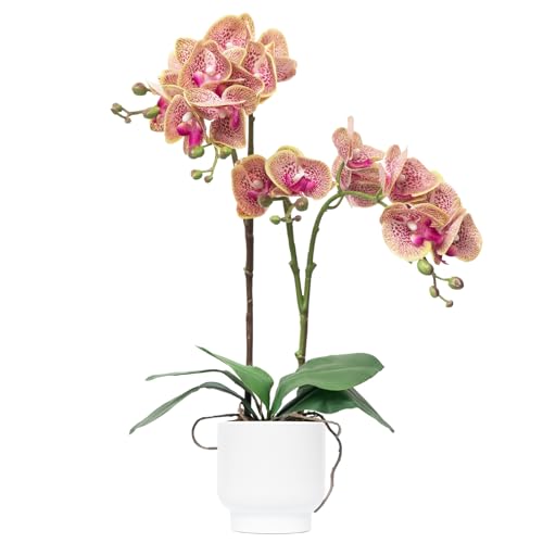 CXGS Orchids Artificial Flowers Real Touch Fake Flowers in Ceramic Pot 20" Purple Dapple Faux Orchid Plant Lifelike Silk Phalaenopsis for Centerpiece Hotel Home Indoor Decor - color: Purple Dapple- White Vase