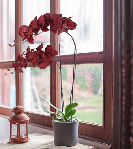 41.3in Orchids Artificial Flowers Faux Orchid 6PCS Velvet Silk Orchids that Look Real Long Stem Artificial Flowers for Tall Vase for Home Wedding Party Fall Décor (Burgundy) - color: Burgundy