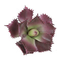 Duovlo Artificial Succulent Plant 7.08 Inch Faux Succulents Agave potatorum Flower Arrangement Craft Wall DIY Materials Pack of 2 (Dark Purple) - color: Dark Purple