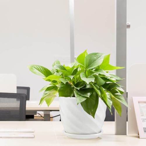 sietpoek Plant Pots - 4.7 Inch Cylinder Ceramic Planters with Connected Saucer, Pots for Succuelnt and Little Snake Plants, Set of 4, White - size: 4.7 Inch
