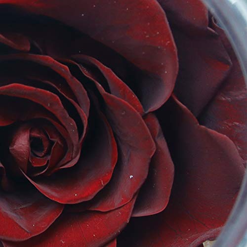 Preserved Real Roses with Colorful Mood Light Wishing Bottle,Eternal Rose，Never Withered Flowers,for Bedroom Party Table Decor, Anniversary,Valentine's,Mother's Day,a Gifts for Women (Burgundy) - color: Burgundy