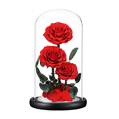 Perfectione Roses Handmade Preserved Rose in Glass Dome, Red Roses, Birthday Gifts for Women - color: Red, size: X-Large
