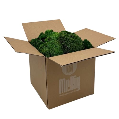 Preserved Mood Moss - Decorative Moss - Dried Moss for Crafts, Home Decor, Art, Design & DIY Projects - For Indoor Use - Natural Green - Standard Box - Covers 4-5 sq. ft. - color: Mood Moss, size: Box