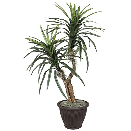 Vickerman 4' Indoor Artificial Marginata Bush, Brown Plastic Container. - color: Dark Green, style: Vickerman Everyday 4' Artificial Marginata Bush in Brown Plastic Container