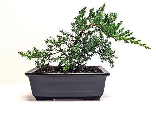 6" Juniper Bonsai Tree Live Indoor Outdoor Houseplant Real Ceramic Pot
