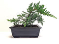 6" Juniper Bonsai Tree Live Indoor Outdoor Houseplant Real Ceramic Pot