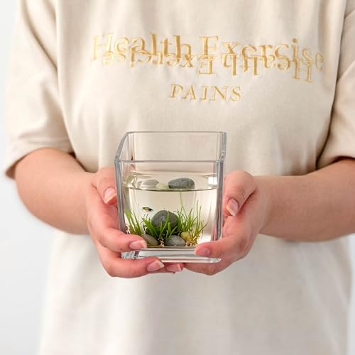 Set of 6 Square Glass Vases for Centerpieces – 4" x 4" x 4" Clear Short Vases, Flower Vase, Plant Terrariums, or Candle Holders for Wedding Centerpieces, Office Decor, Home Décor, Parties - size: 4in-6pcs