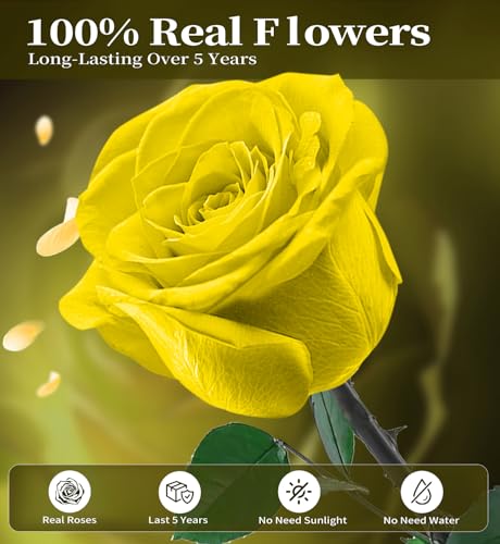 Preserved Flowers for Delivery,Yellow Rose Bouquets That Last 5 Years,Birthday Flowers Gifts for Women Mom Grandma Wife Friends,Mothers Day Gift,Romantic Floral for Anniversary or Valentine’s Day - color: Yellow, size: Single Rose