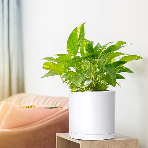 D'vine Dev 2 Pack 6.5 Inch Modern Plastic Plant Pots, Small Garden Planters for Plant with Drainage Holes and Saucers, White Color, 74-Z-L-1 - size: 6.5"