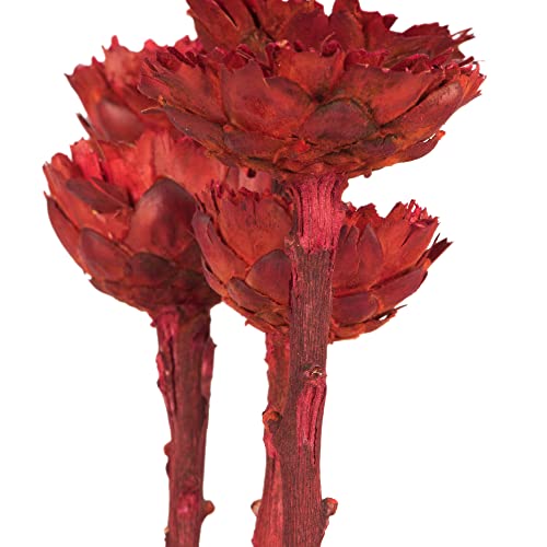 Vickerman 8-12" Red Rosette Compacta - Sleeved 5 Stems, Dried - color: Red