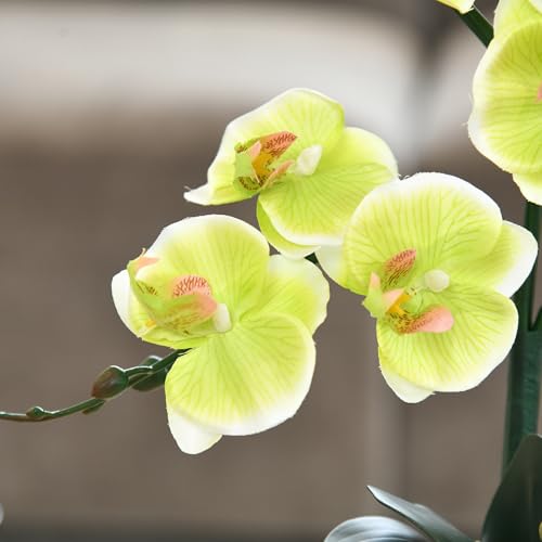 15" Tall Artificial Silk Phalaenopsis Orchid Flower Plant Pot Arrangements (Apple Green) - color: Apple Green