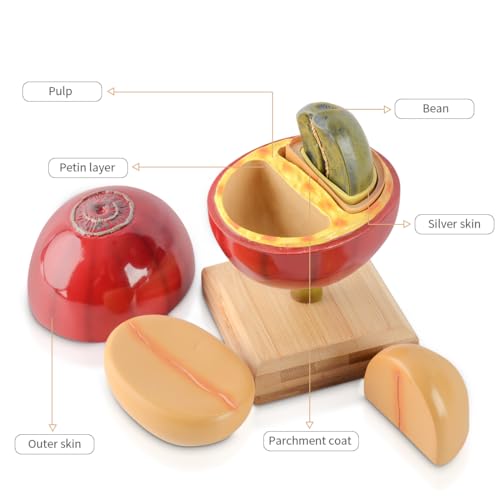 Artificial Coffee Bean Plant Tree for Crafts Coffee Table Decoration Coffee Bar Decor Accessories Tools Detachable Coffee Bean Model Resin Fake Fruit Coffee Bean with Bamboo Base for Coffee Bar