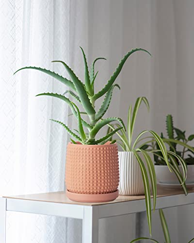 D'vine Dev 6 Inch Terracotta Beaded Planter Pot - Flower Pot with Drainage Hole and Saucer for Indoor Succulent Plants or Flowers, Terracotta, 27-C-X-7 - color: Terracotta, size: 5.8 Inch