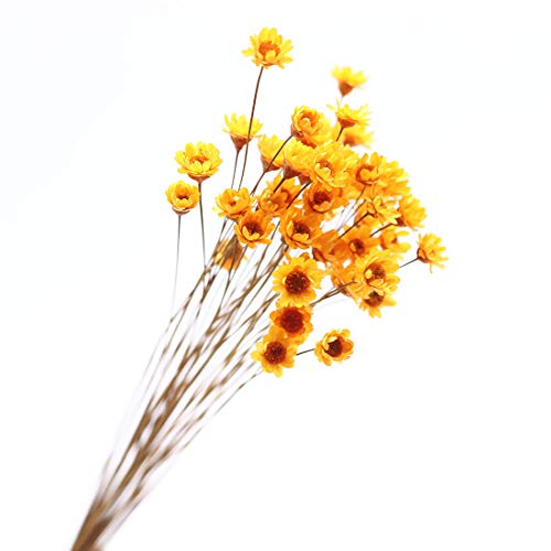 100 Stems Natural Dry Flowers Brazilian Small Star Daisy Decorative Dried Flowers Mini Daisy Chamomile Bouquet for Wedding Floral Arrangements Home Decorations (Orange) - color: Orange