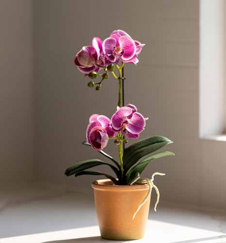 Avoeco Artificial Real Touch Orchid Plant – 15" Faux Phalaenopsis in Pot – Highly Realistic Silk Orchid Flower & Leaf Texture for Home, Office,Shop & Wedding Décor (Fuchsia, 15“) - color: Fuchsia, size: 15“