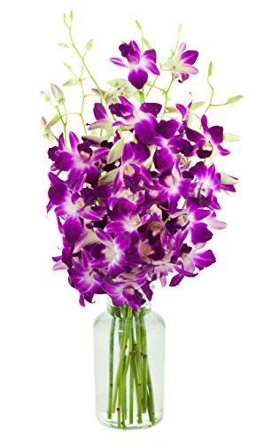 KaBloom - Purple Zen Orchids Bouquet With Vase - Fresh Flowers for Birthday, Valentine's & Mother's Day