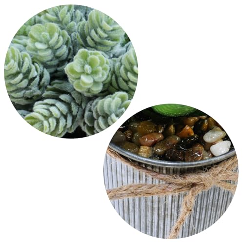 Winlyn Set of 3 Small Artificial Succulent Potted Plants Faux Aloe Hops Hanging Succulent in Rustic Galvanized Metal Pots Fake Plant Decor for Farmhouse Home Office Wedding Windowsill Table Shelf - color: Galvanized Metal Pot