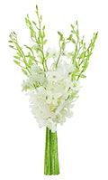 KaBloom - Exotic Perla White Orchid Bouquet of White Orchids - Fresh Flowers for Birthday, Valentine's & Mother's Day