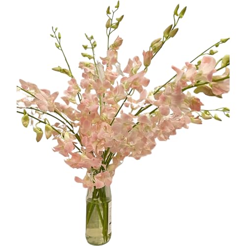 20 pink orchids fresh cut flowers gift birthday anniversary Valentine's Day flowers Dendrobium