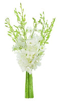 KaBloom - Exotic Perla White Orchid Bouquet of White Orchids from Thailand - Fresh Flowers for Birthday, Valentine's & Mother's Day