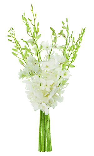 KaBloom - Exotic Perla White Orchid Bouquet of White Orchids from Thailand - Fresh Flowers for Birthday, Valentine's & Mother's Day