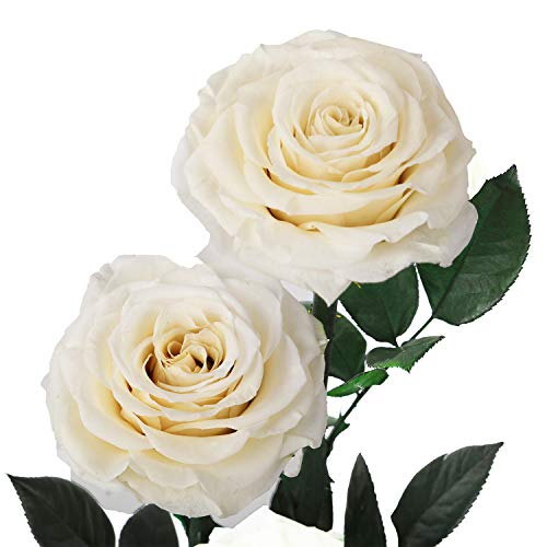 White Roses Handmade Preserved Rose in Glass Dome, Preserved Flowers Never Withered, Birthday Gifts for Women (13 inch) - color: White, size: X-Large