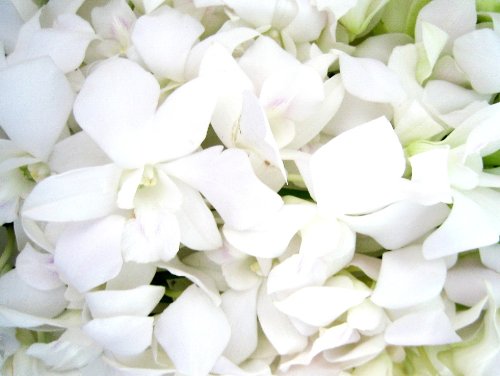Fresh Flowers - Just Orchids White Dendrobium