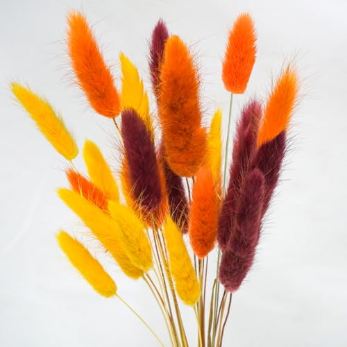 Uieke 240 Pcs Bunny Tails Dried Flowers, 17'' Natural Dried Pampas Grass Decor, Yellow Burnt Orange Burgundy Reed Grass Bouquet for Boho Wedding Home Party Fall Decorations - color: Yellow Burnt Orange-240pcs