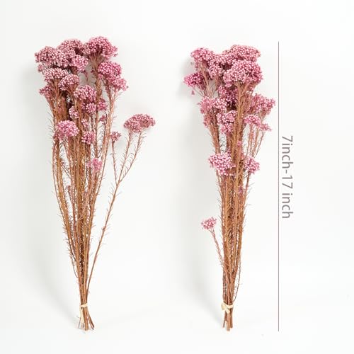 Natural Preserved Millet Flowers Dried Bouquet Flowers and Plants Arrangements for Home and Wedding Decoration (Cherry Pink) - color: Cherry Pink