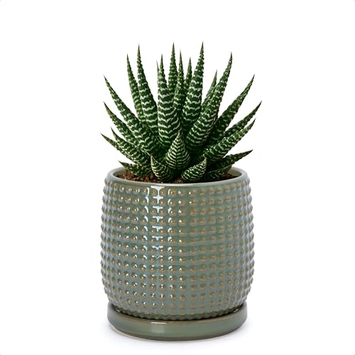D'vine Dev 4 Inch Ceramic Beaded Stoneware Planter Pot - Flower Pot with Drainage Holes and Saucers for Indoor Succulent Plants or Flowers, Olive, 27-C-Z-0 - color: Olive, size: 4.3 Inch