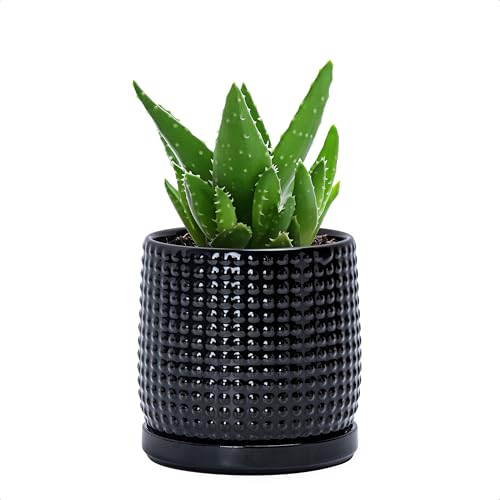D'vine Dev 4 Inch Ceramic Beaded Stoneware Planter Pot - Flower Pot with Drainage Holes and Saucers for Indoor Succulent Plants or Flowers, Glossy Black, 27-C-Z-2 - color: Glossy Black, size: 4.3 Inch