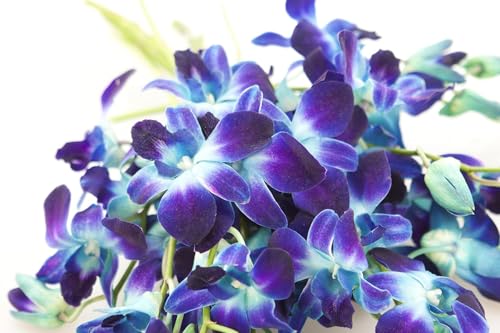 KaBloom-20 Blue Orchid Bouquet,Flowers for Valentine, Mother's Day - color: Ocean Blue, size: 20 count, style: Without Vase