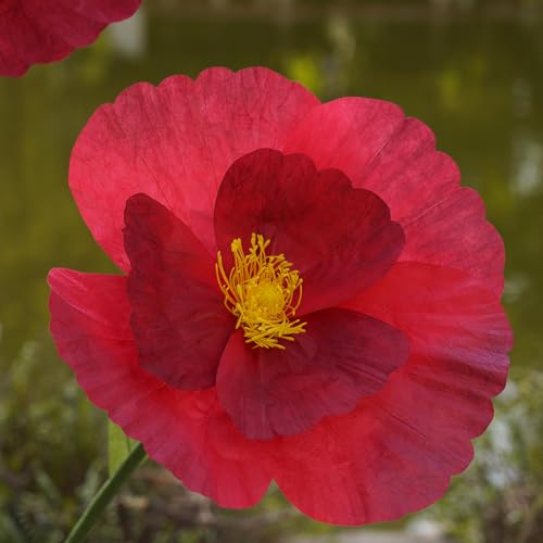 Giant Flowers,Oversized Artificial Flower with Gradient Petals,Large Paper Floral Decor with Stand for Wedding Backdrops, Event Parties, Photo Booth Props, Home Decoration (red) - color: Red