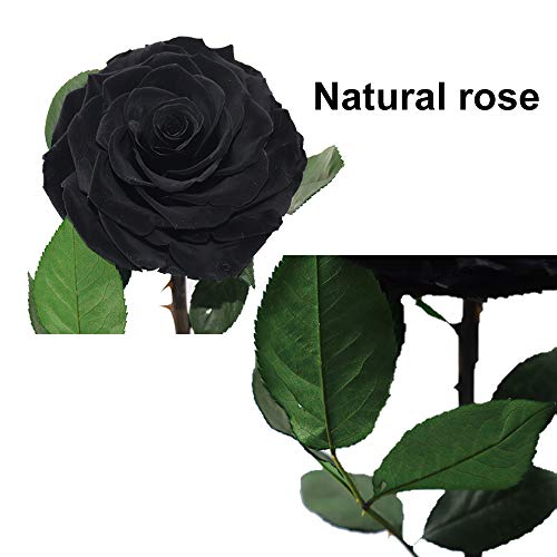 Preserved Roses Handmade Preserved Flowers in Glass Dome, Black Roses Never Withered, Birthday Gifts for Her (13 inch) - color: Black, size: X-Large