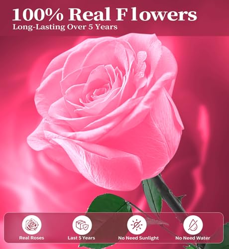 Preserved Flowers for Delivery,Pink Rose Bouquets That Last 5 Years,Birthday Flowers Gifts for Women Mom Grandma Wife Friends,Mothers Day Roses Gift,Romantic Floral for Anniversary or Valentine’s Day - color: Pink, size: Single Rose