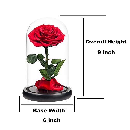 Red Roses Handmade Rose in Glass Dome, Preserved Flowers Never Withered Romantic Gifts for Her, Mother's Day, Birthday Gifts for Women - color: Red, size: Large