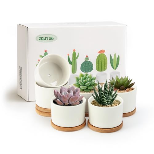 ZOUTOG Succulent Pots 3.1 Inch,6 Pack Succulent Planters,Small Pots for Plants with Drainage and Tray,White Ceramic Flower Planters for Indoor Plants,Home,Office,Desk - size: 6 Pack