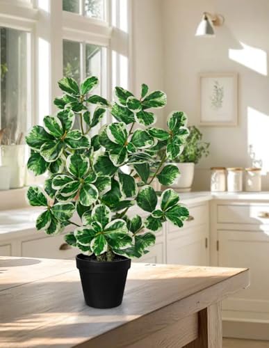 20" Artificial Rubber Tree Plant in Black Pot, Faux Ficus Tree Plant Potted with Cream White Edge Leaves, Fake Greenery Plant for Home Office Tropical Decor - size: 20" & Large