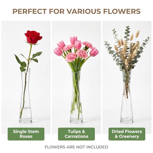 9.8 Inches Clear Glass Tall Bud Vase Single Stem Vases Minimalist Modern Flower Bud-Vase with Round Slanted Mouth for Tabletop Decoration Wedding Centerpiece Ornament