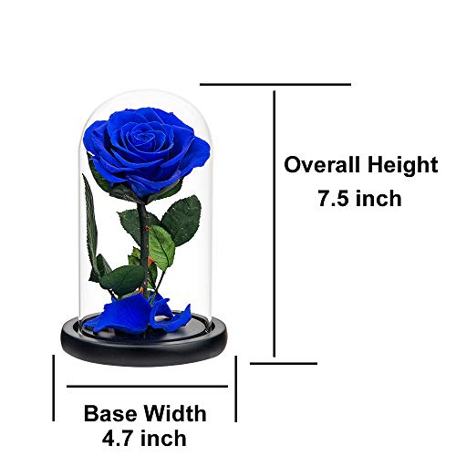Preserved Roses Royal Blue Roses in Glass Dome, Medium, Preserved Flowers for Women - color: Royal Blue, size: Medium