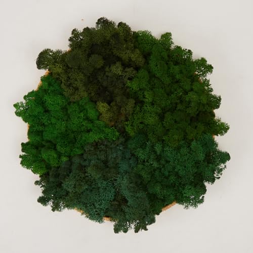 Preserved Reindeer Moss Natural Green DIY Kit Gardenning Art Wall Decor Florist Decor Easter Table Decor Wedding - color: Style-19, size: 1 lb