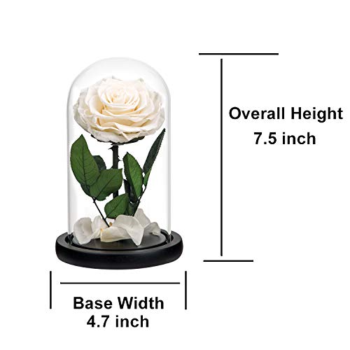 Preserved Flowers White Roses in Glass Dome, Preserved Rose Never Withered Flower Gifts for Her, Mother's Day, Birthday Gifts for Women - color: White, size: Medium