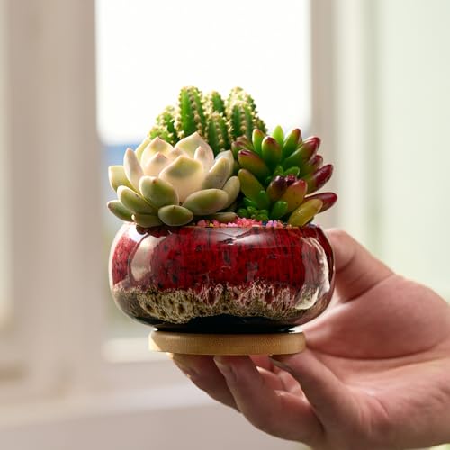 Cute Ceramic Succulent Garden Pots, Planter with Drainage and Attached Saucer, Set of 5 -Plants Not Included (Round+White Border) - color: Round+white Border