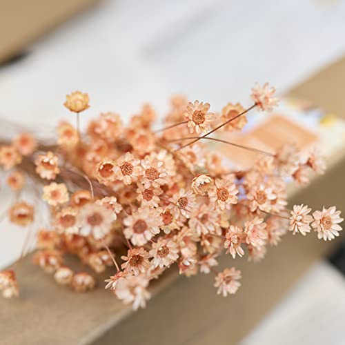 200 Stems Natural Dried Flowers Brazilian Small Star Daisy Dried Decorative Mini Chamomile Bouquet for Wedding Floral Arrangements Home Decorations Valentine's Day Gifts (Orange) - color: Orange