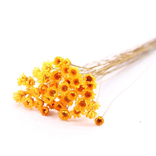 100 Stems Natural Dry Flowers Brazilian Small Star Daisy Decorative Dried Flowers Mini Daisy Chamomile Bouquet for Wedding Floral Arrangements Home Decorations (Orange) - color: Orange