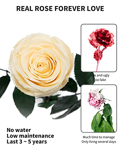Champagne Flowers for Delivery Prime, Preserved Champagne Roses Flower Gifts for Women, Real Roses Single Rose Gifts for Her, Mom Birthday Gifts from Daughter, Valentines Flowers - color: 03-champagne