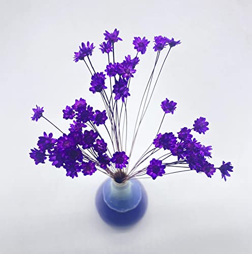 100 Stems Natural Dry Flowers Brazilian Small Star Daisy Decorative Dried Flowers Mini Daisy Chamomile Bouquet for Wedding Floral Arrangements Home Decorations (Rose Purple) - color: Rose Purple