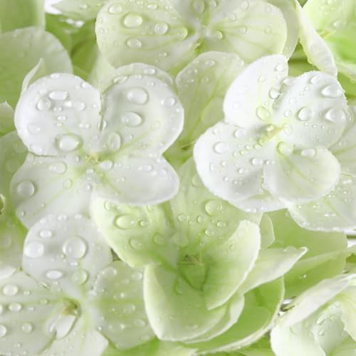 Coferset 3pcs Light Green Lifelike Hydrangea Artificial Flowers 22inch Real Touch Faux Hydrangea Flower Stem for Home Party Wedding Floral Filler Arrangements Ceterpieces Bouquets - color: Light Green, size: 3pcs